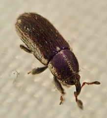Mecinus circulatus
