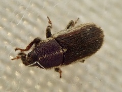 Mecinus circulatus