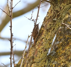 Certhia brachydactyla
