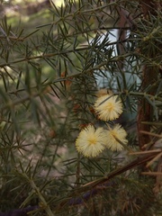 Acacia verticillata verticillata