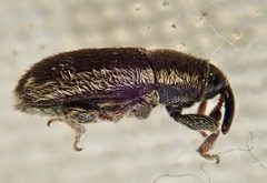 Mecinus circulatus