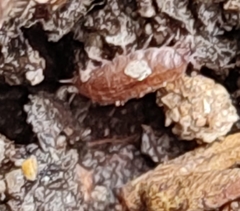 Trichoniscus pusillus