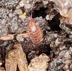 Trichoniscus pusillus