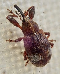 Anthonomus bituberculatus