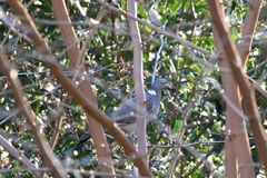 Columba palumbus