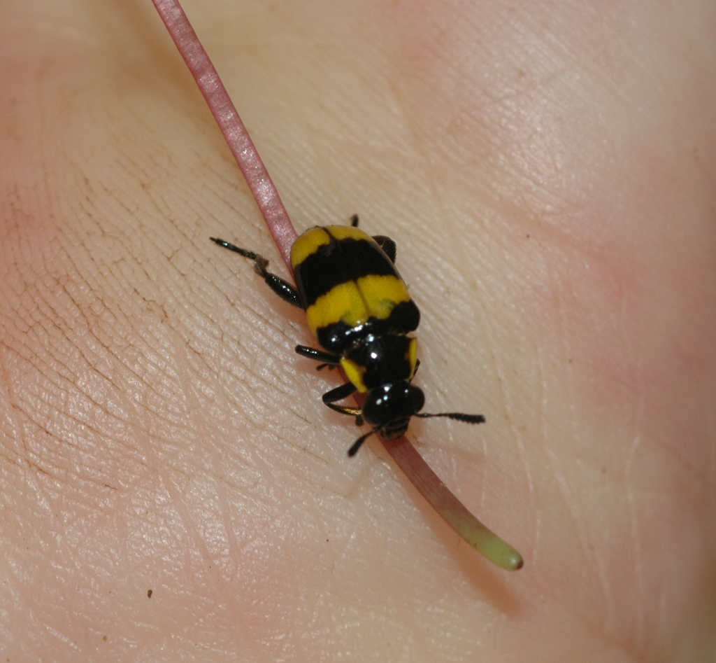 Mastostethus duplocinctus