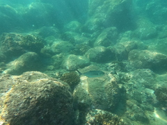 Caranx caballus