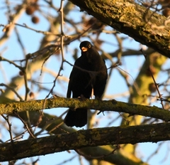 Turdus merula