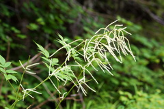 Aruncus dioicus acuminatus