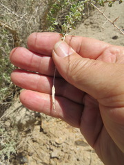 Neolasioptera willistoni