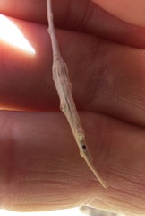 Neolasioptera willistoni