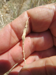 Neolasioptera willistoni