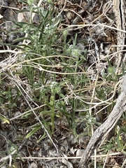 Cryptantha nevadensis