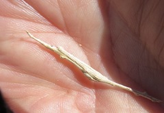 Neolasioptera willistoni