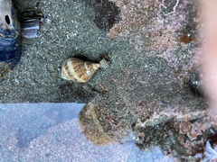 Nucella canaliculata