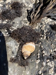 Nucella canaliculata