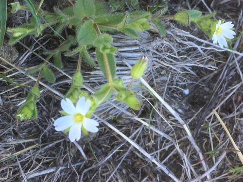 slender chickweed (Cerastium gracile)