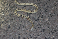 Bogertophis subocularis