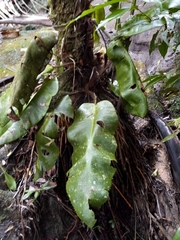 Elaphoglossum crinitum