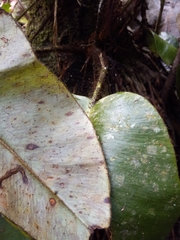 Elaphoglossum crinitum