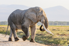 African Elephant photo 2