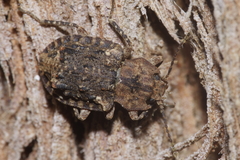 Syrphetodes marginatus