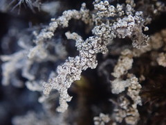 Stereocaulon vesuvianum