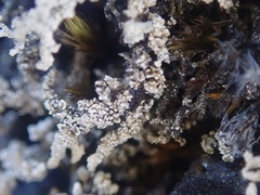 Stereocaulon vesuvianum