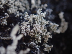 Stereocaulon vesuvianum