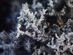 Stereocaulon vesuvianum