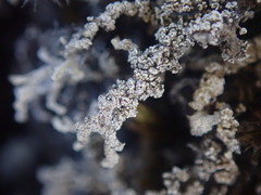 Stereocaulon vesuvianum