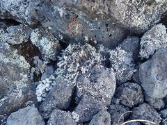 Stereocaulon vesuvianum