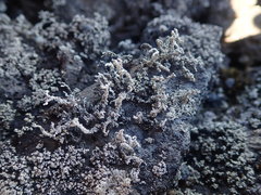 Stereocaulon vesuvianum