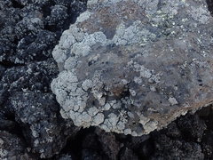 Stereocaulon vesuvianum