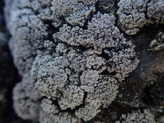 Stereocaulon vesuvianum