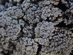 Stereocaulon vesuvianum