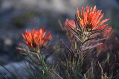 Castilleja covilleana