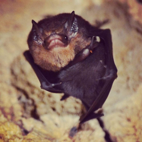 Thomas's Sac-winged Bat (Balantiopteryx io)