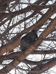 Sciurus carolinensis