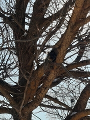 Sciurus carolinensis