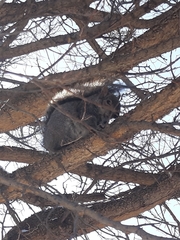 Sciurus carolinensis