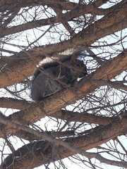 Sciurus carolinensis