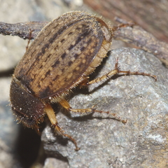 Odontria xanthosticta