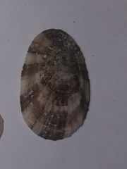 Diodora dorsata