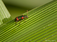 Strongylium humerale