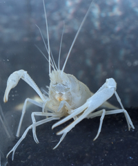 Procambarus pallidus