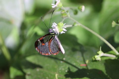 Ithomia agnosia zikani