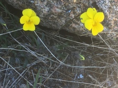 Viola langeana