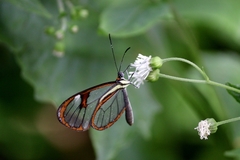 Ithomia agnosia zikani