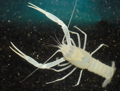Procambarus pallidus